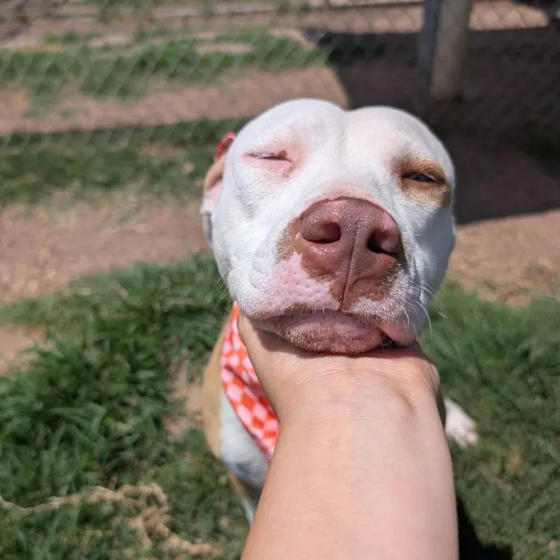 An adult medium-sized female White / Cream American Staffordshire Terrier dog named Tiny for adoption in Pittsburgh, PA