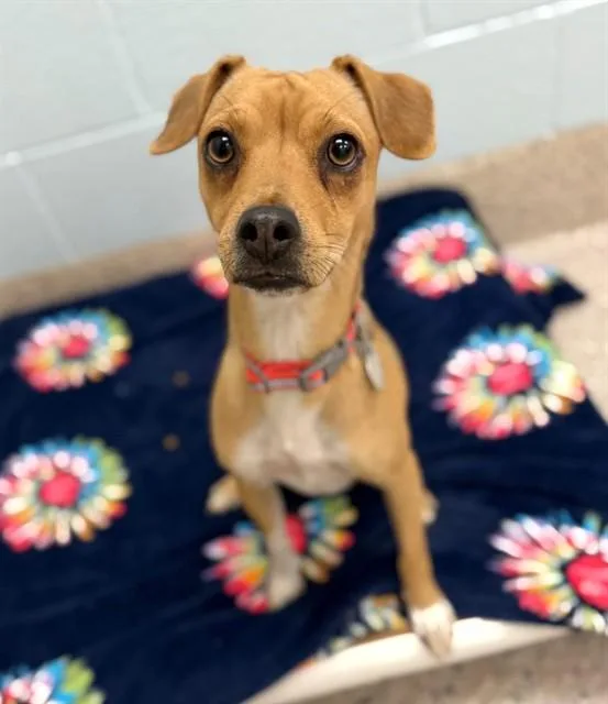 A young small-sized female Chihuahua dog named Daisy for adoption in Brighton, CO