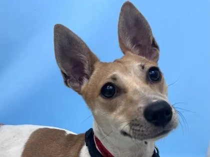 An adult small-sized female Parson Russell Terrier dog named June for adoption in Golden Valley, MN