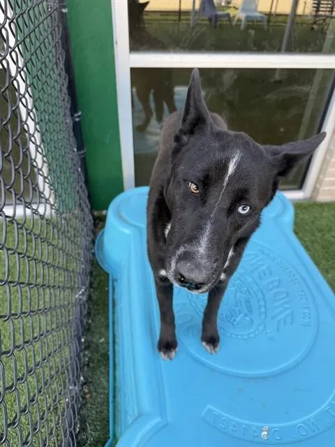 A young large-sized female Mixed Breed dog named Lichi for adoption in Dallas, TX