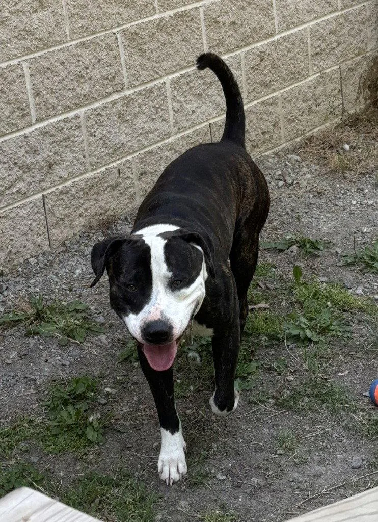 An adult large-sized male Pit Bull Terrier dog named Da  Magnus for adoption in Glen Allen, VA