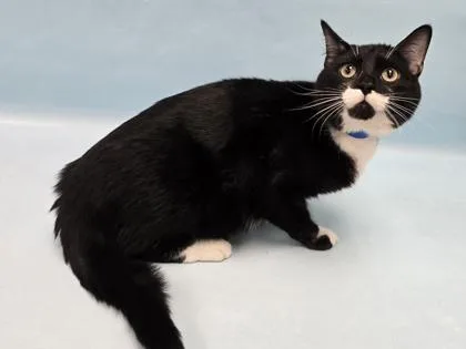 An adult small-sized male Domestic Short Hair cat named Oreo for adoption in Coon Rapids, MN