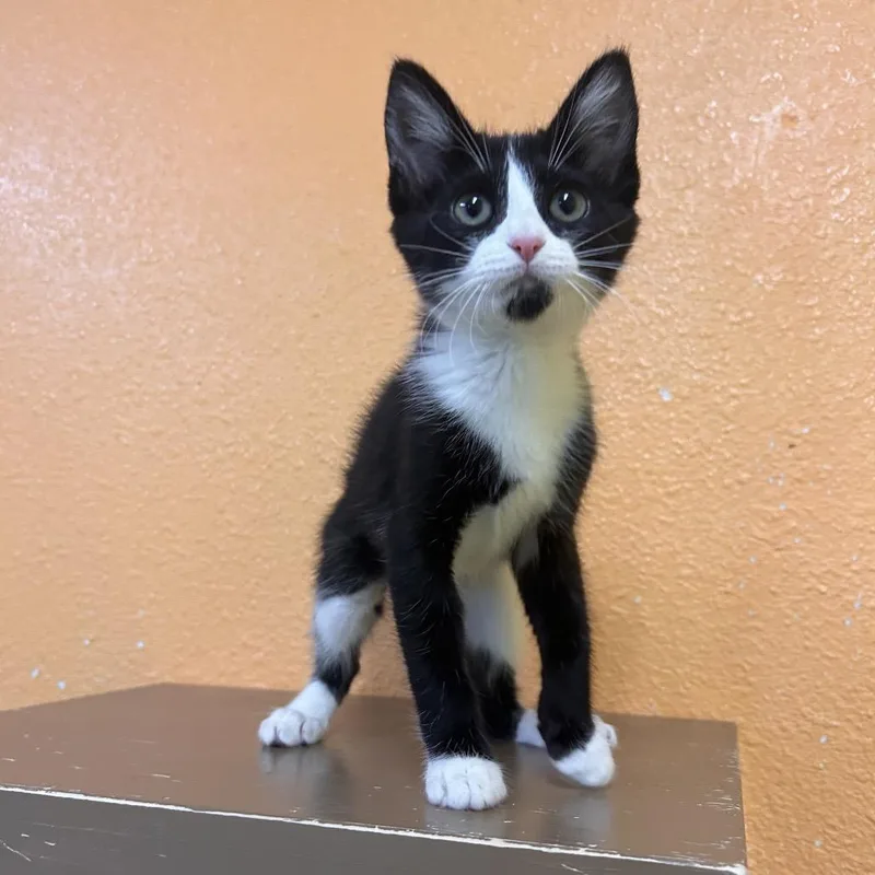 A baby small-sized female Black Domestic Short Hair cat named Tuxedo Sam for adoption in Fresno, CA