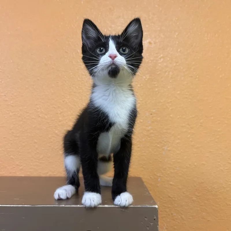 Tuxedo Sam thumbnail 2