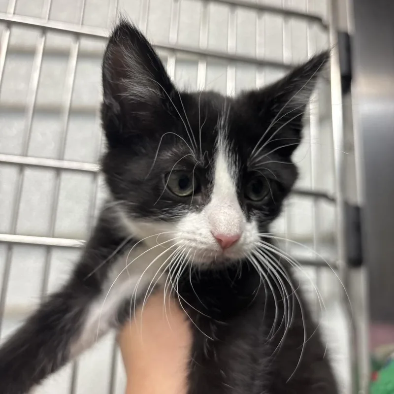 Tuxedo Sam thumbnail 3