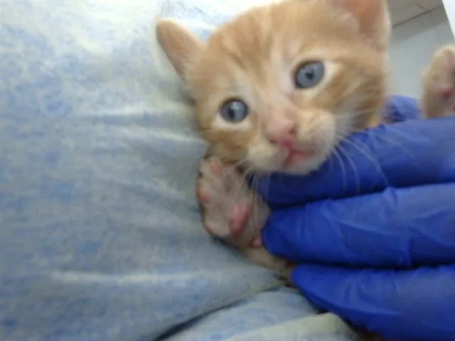 A baby medium-sized male Domestic Medium Hair cat named Churro for adoption in Dallas, TX