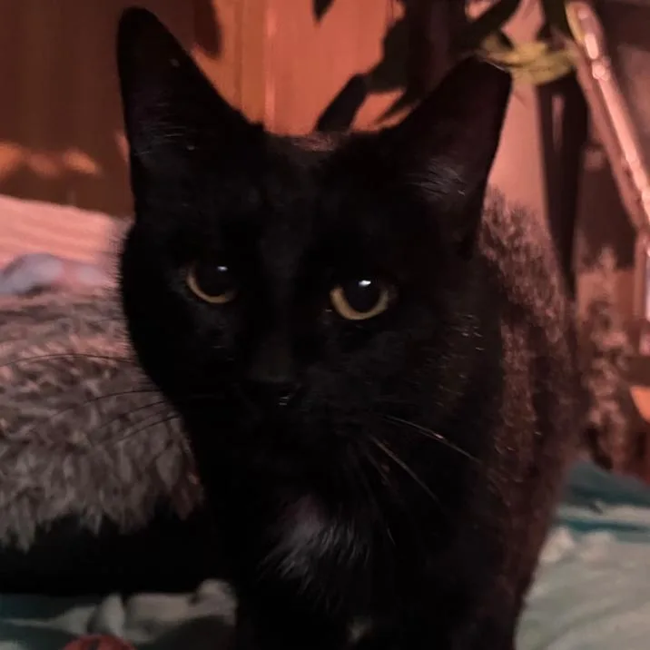 An adult small-sized female Black Domestic Short Hair cat named Wednesday for adoption in Layton, UT