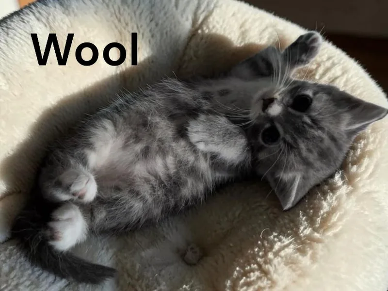 A baby medium-sized female Tabby cat named Wool for adoption in Weems, VA