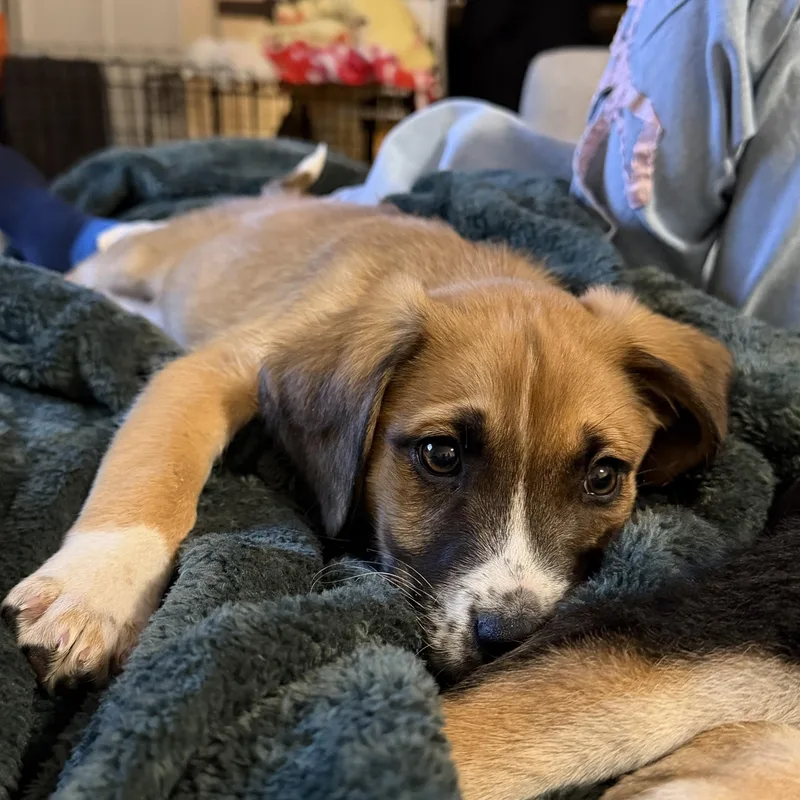 Bad Bunny thumbnail 3