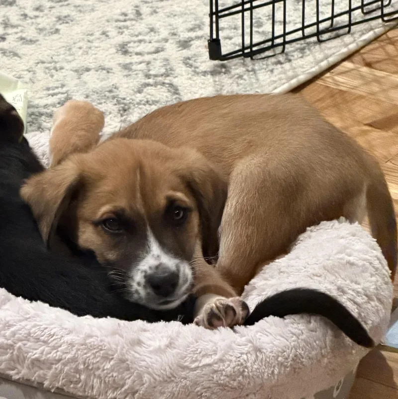 Bad Bunny thumbnail 4