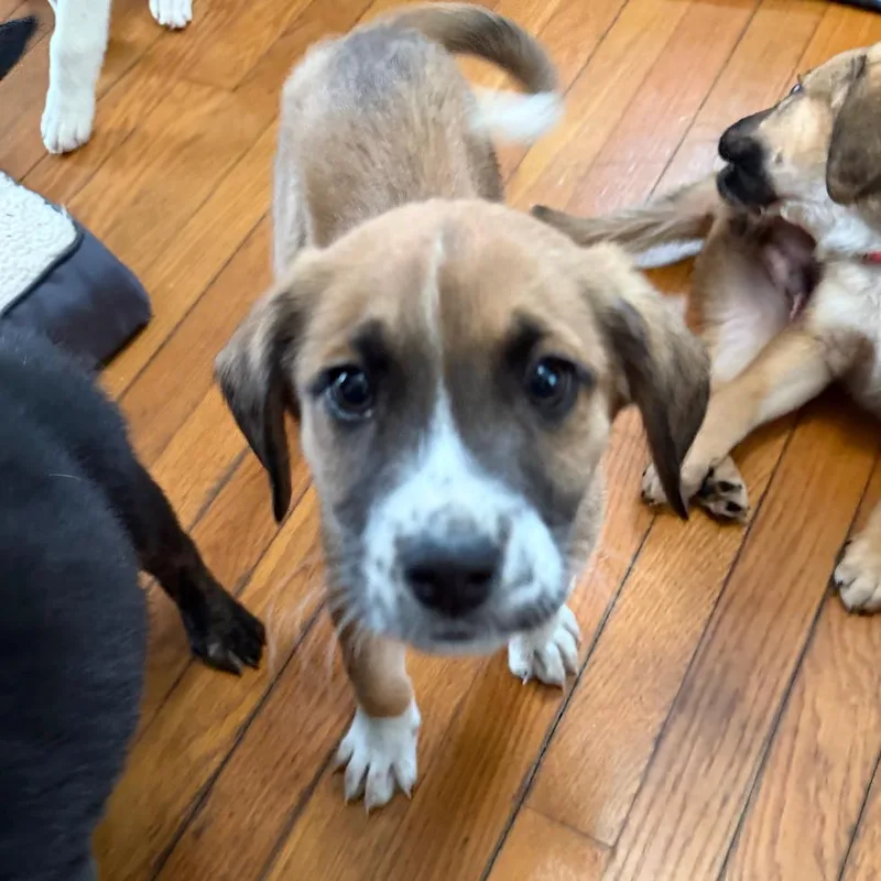 Bad Bunny thumbnail 5