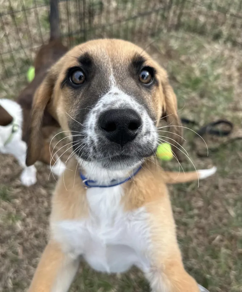 Bad Bunny thumbnail 6