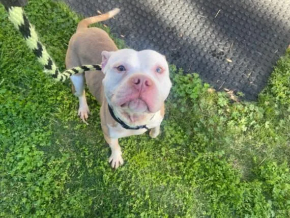 An adult medium-sized male Pit Bull Terrier dog named Ladadoo for adoption in Chapel Hill, NC