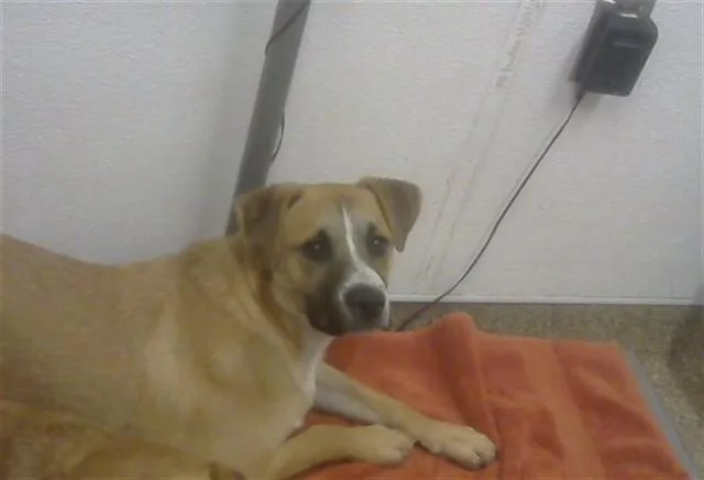 A young small-sized male German Shepherd Dog dog named Noah for adoption in Albuquerque, NM