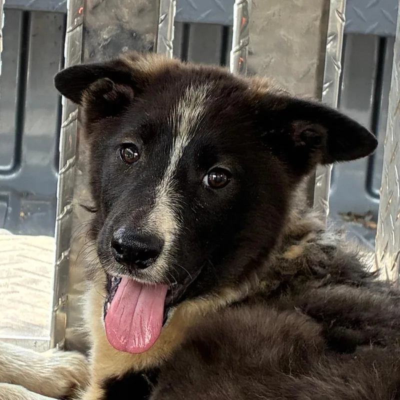 A baby small-sized male Black Border Collie dog named Pogo for adoption in Bronson, FL