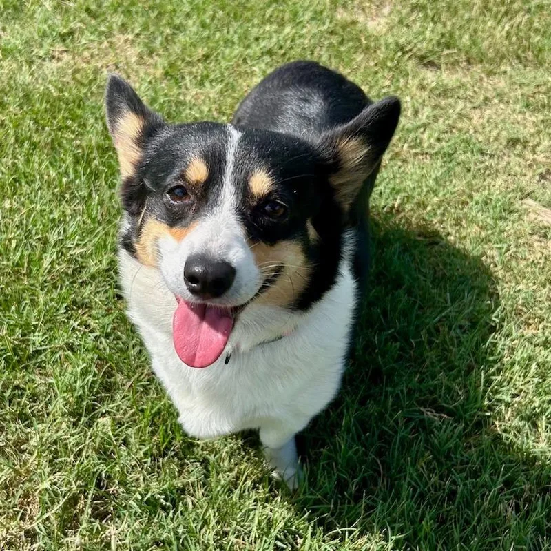 An adult medium-sized female Tricolor (Brown, Black, & White) Pembroke Welsh Corgi dog named Penelope AvL for adoption in Austin, TX
