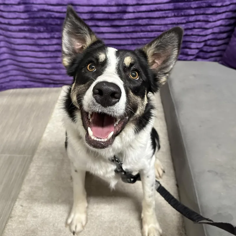 Audreyhome Visit In Process thumbnail 5