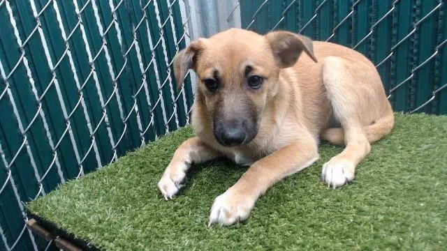 A baby small-sized male Chihuahua dog named Bebe for adoption in Downey, CA