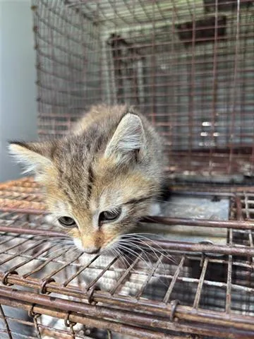 A baby small-sized female Domestic Short Hair cat named A for adoption in Houston, TX