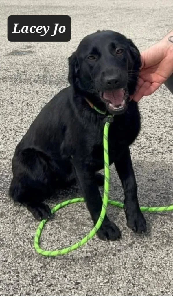 A young medium-sized female Labrador Retriever dog named Lacey Jo for adoption in Buffalo, MO