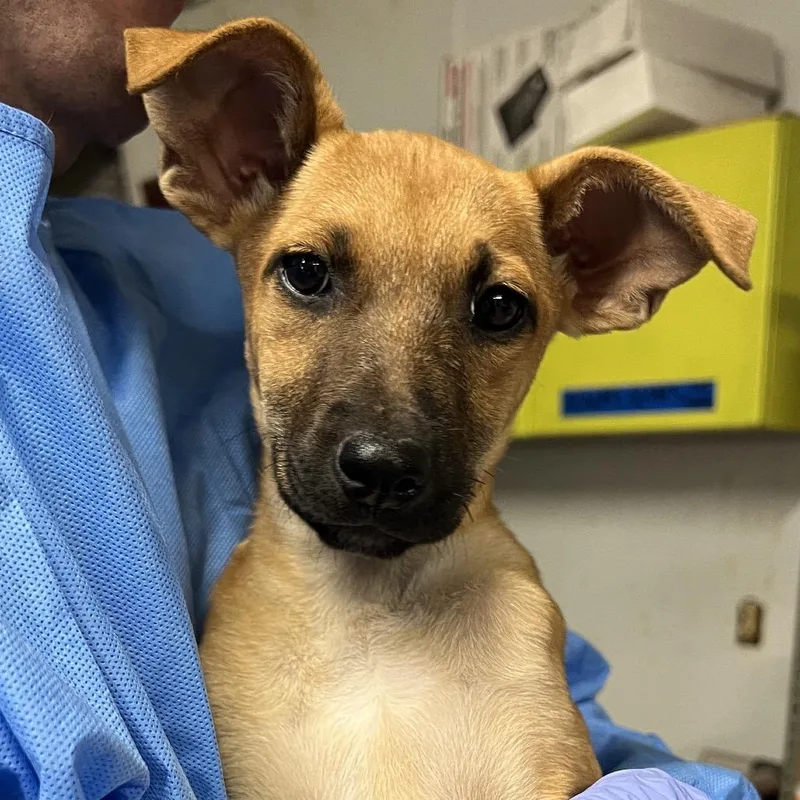 A baby medium-sized female Yellow / Tan / Blond / Fawn Mixed Breed dog named Cinderella for adoption in Moab, UT