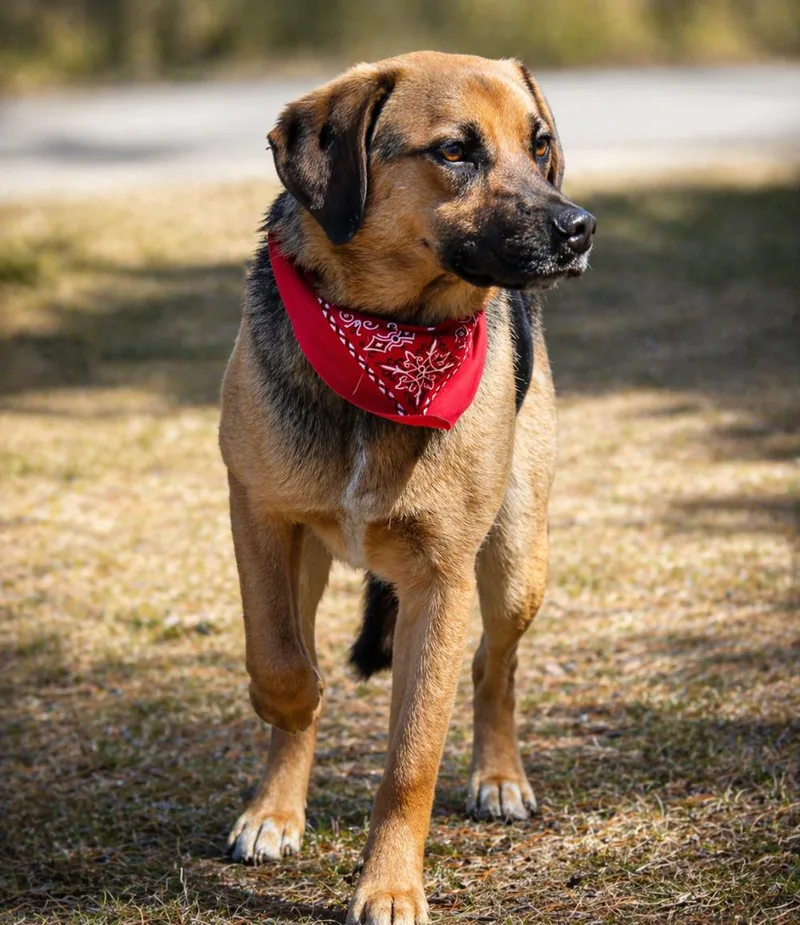 Duke