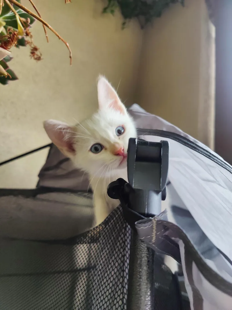 A baby small-sized male Buff & White Domestic Short Hair cat named Dude Malai for adoption in Hayward, CA