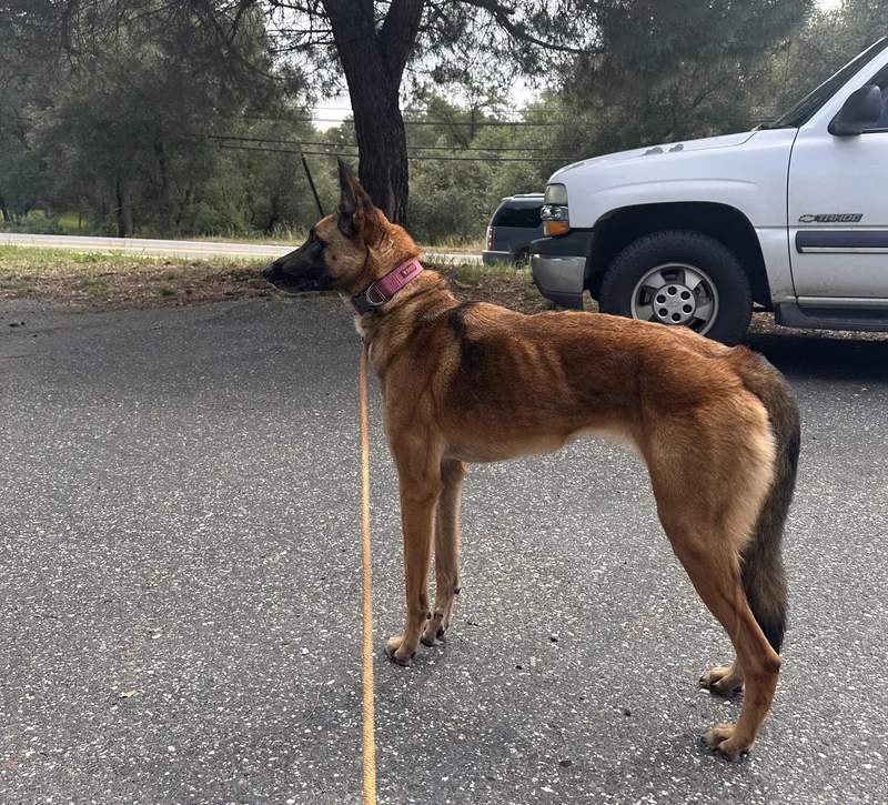 An adult medium-sized female Bicolor Belgian Shepherd / Malinois dog named Abbey for adoption in Sonora, CA