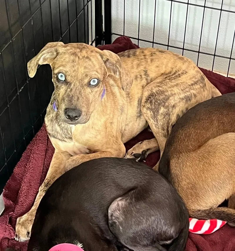 A baby small-sized male Brindle Catahoula Leopard Dog dog named Force for adoption in Lakeland, FL
