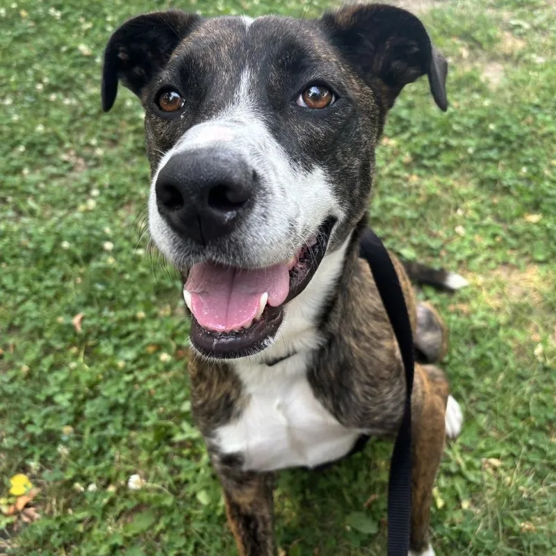 An adult medium-sized male Mixed Breed dog named Sergio for adoption in Chicago, IL