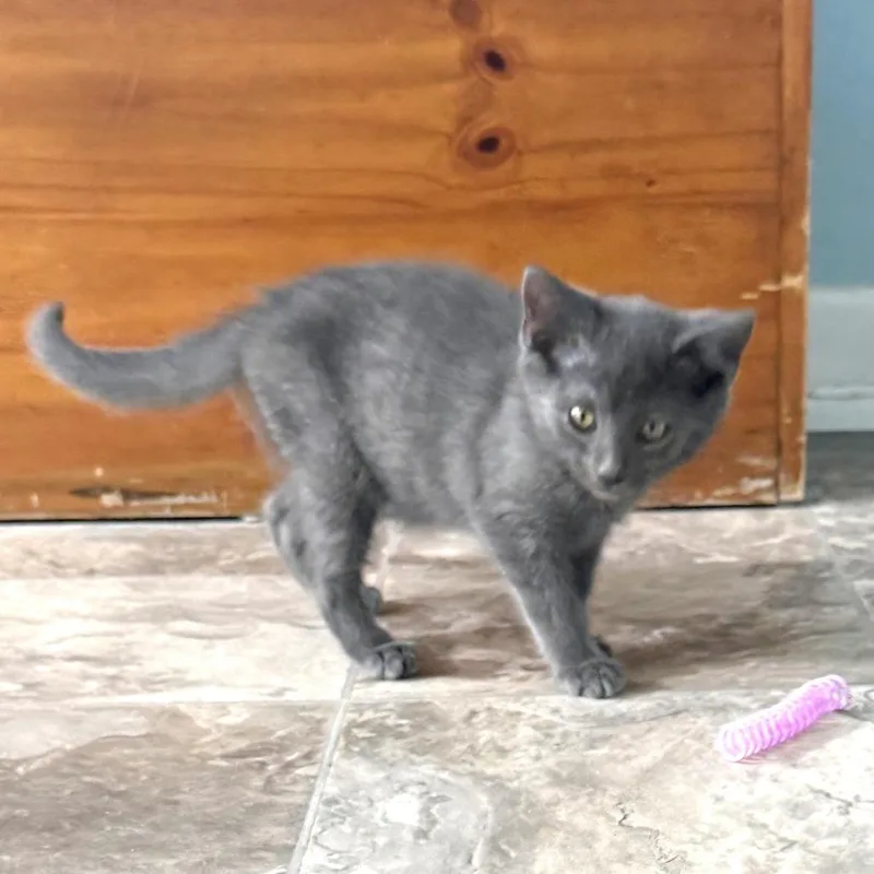 A baby small-sized male Gray / Blue / Silver Russian Blue cat named Cloud for adoption in Brownsboro, AL