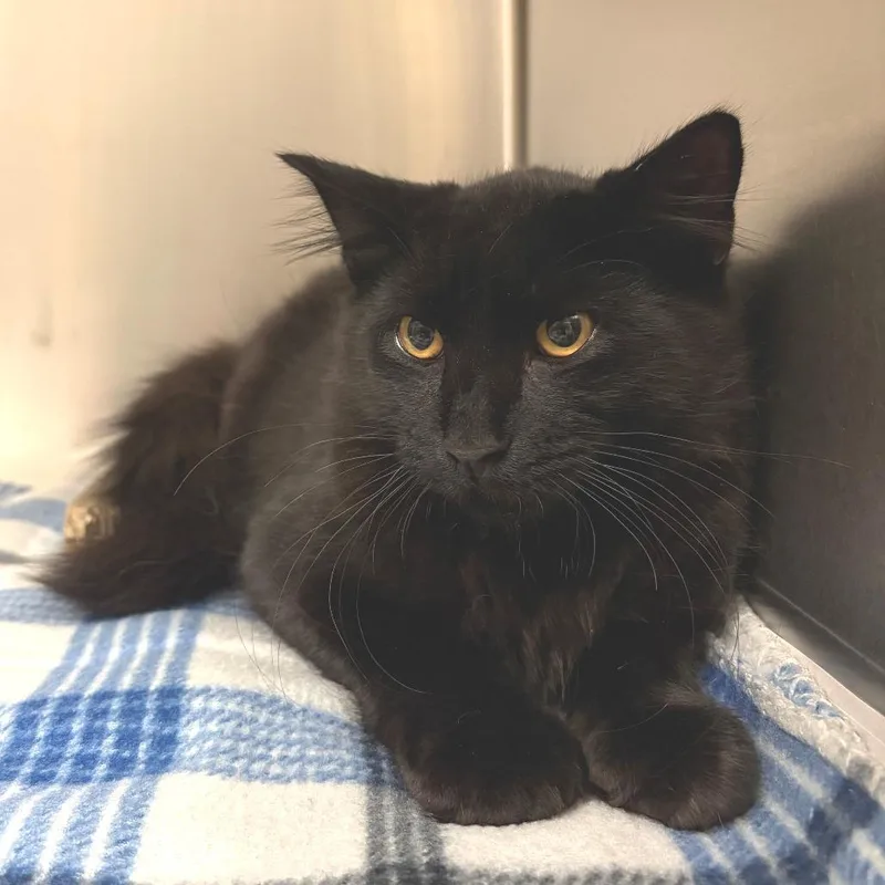 A young medium-sized male Black Domestic Short Hair cat named Sherlock for adoption in East Hampton, NY