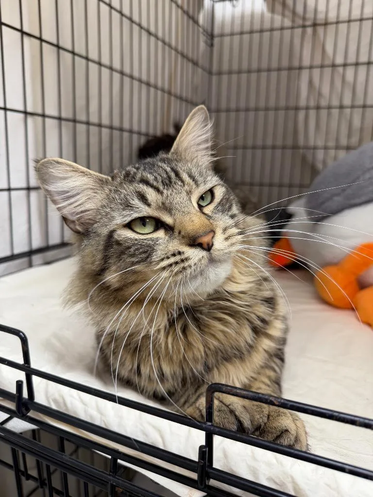 A young medium-sized male Domestic Medium Hair cat named Dunkaroo for adoption in Pomona, NY