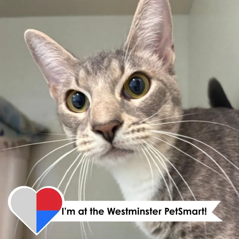 A young medium-sized male Gray / Blue / Silver Domestic Short Hair cat named Tom Ford for adoption in Fort Collins, CO