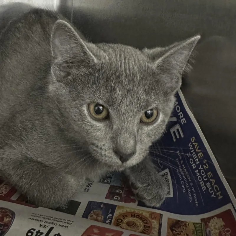 A baby small-sized female Domestic Short Hair cat named Catalog for adoption in Corbin, KY