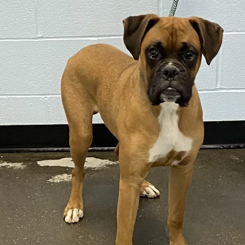 A baby medium-sized male Boxer dog named Hooch for adoption in Albany, NY