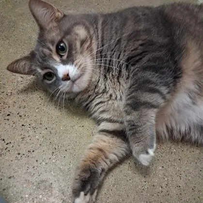 An adult extra large-sized female Tabby (Gray / Blue / Silver) Domestic Short Hair cat named Lil Bit for adoption in Rochester, MN