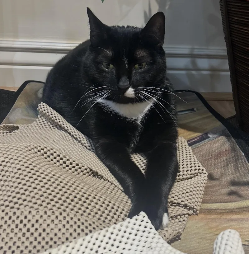An adult extra large-sized male Black & White / Tuxedo Domestic Short Hair cat named Gomez for adoption in Boca Raton, FL