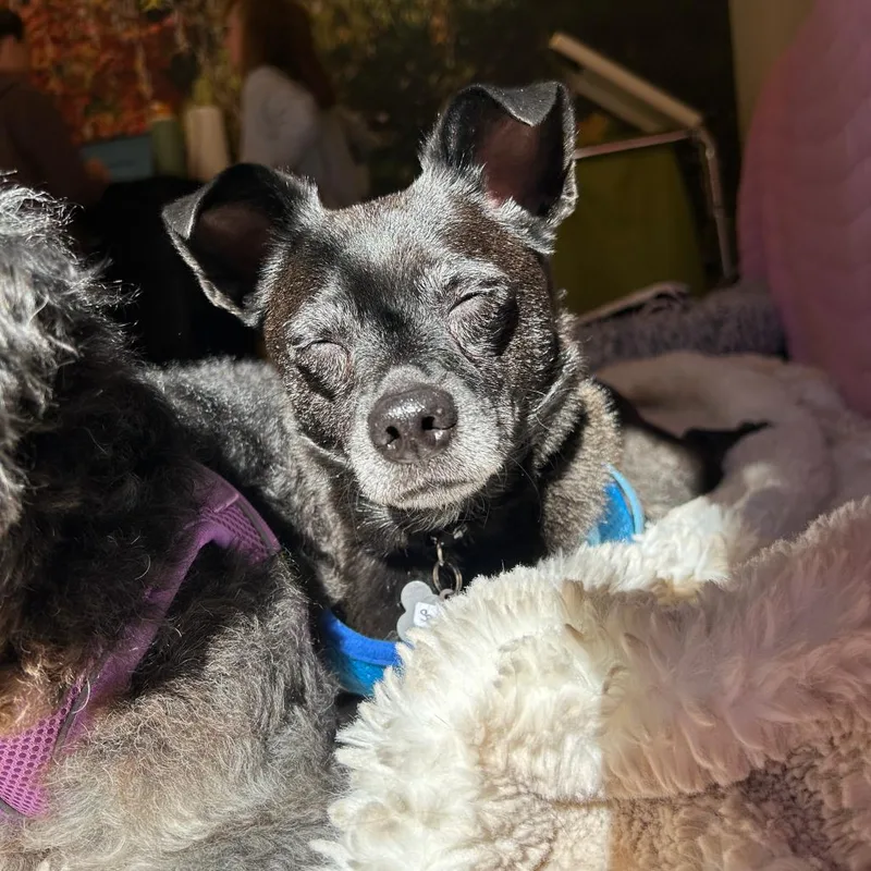 A senior small-sized male Black Terrier dog named Sanderson for adoption in San Francisco, CA
