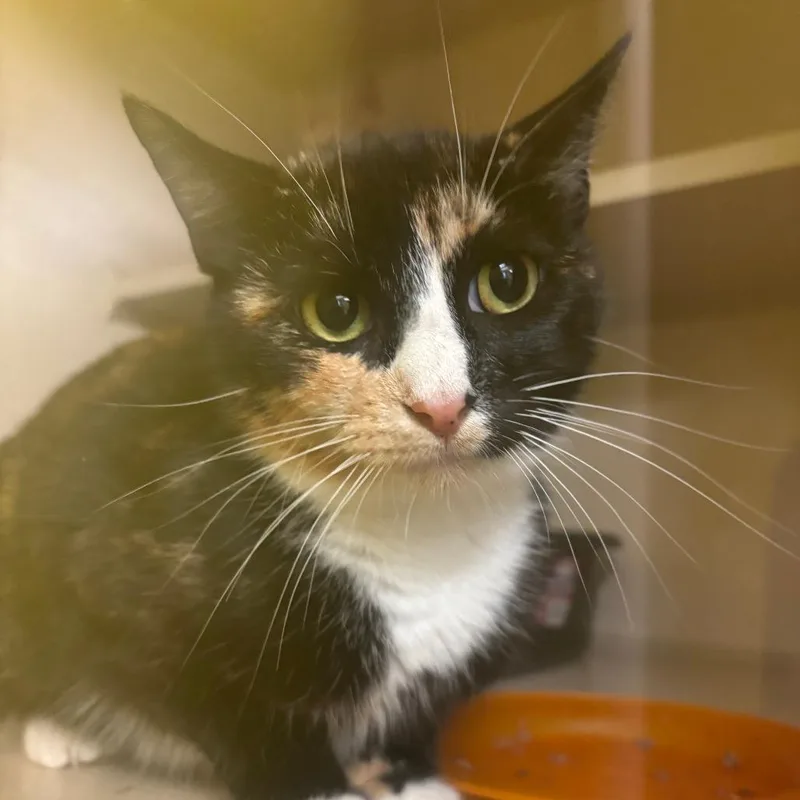 A young medium-sized female Calico Domestic Short Hair cat named Bianca for adoption in Hudson, NY