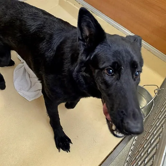 A young large-sized female German Shepherd Dog dog named Linda for adoption in Miami, FL
