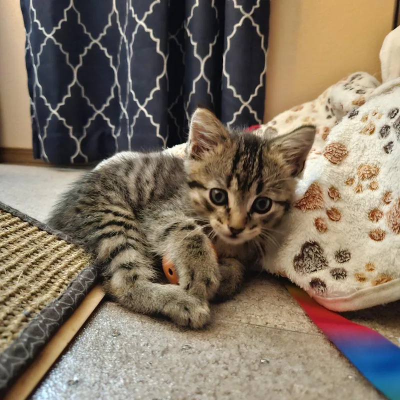 A baby small-sized male Brown / Chocolate Domestic Short Hair cat named MarshalC for adoption in East Saint Louis, IL