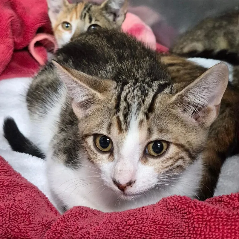 A baby small-sized male Brown / Chocolate Domestic Short Hair cat named Crackle for adoption in Vieques, PR