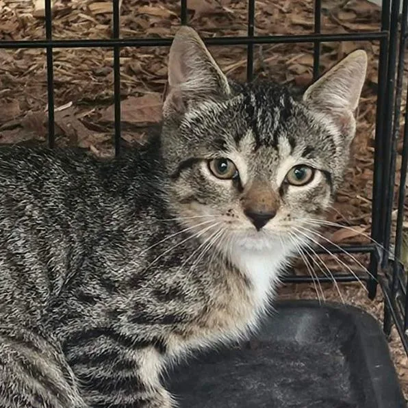 A baby small-sized male Gray / Blue / Silver Domestic Short Hair cat named Mr. Mitty Mittens for adoption in Gloucester, VA
