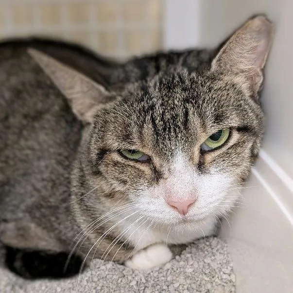 A young medium-sized female Brown / Chocolate Domestic Short Hair cat named Hazel for adoption in Hamburg, NY