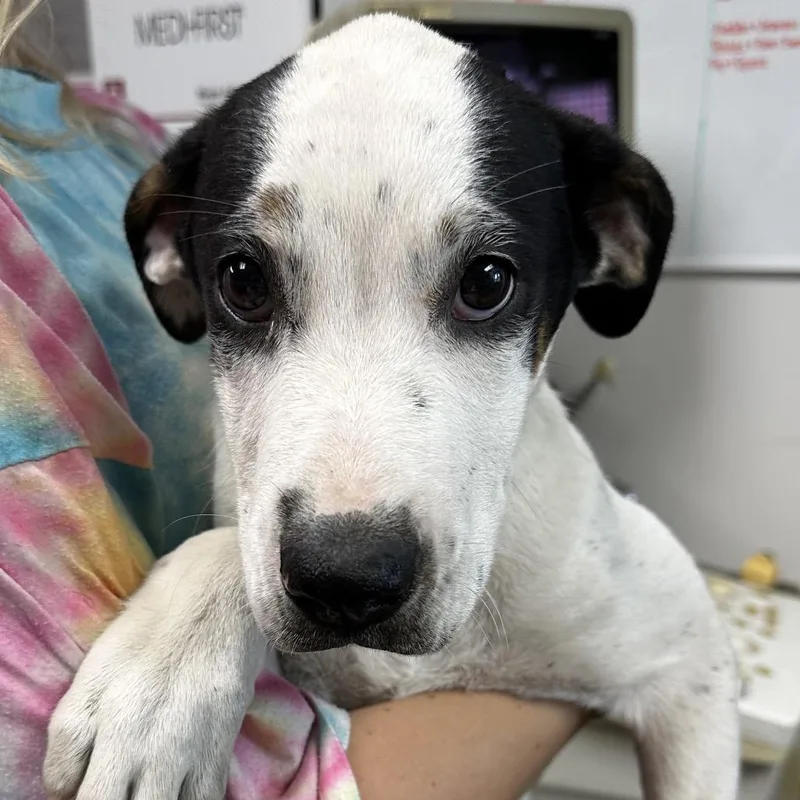 Gabriella thumbnail 2