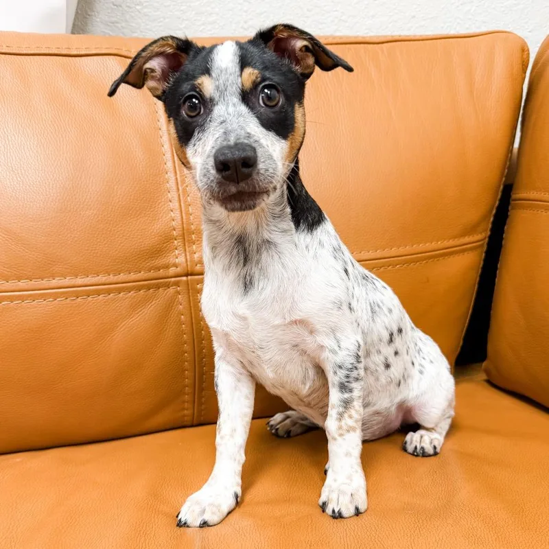 A baby small-sized female Australian Cattle Dog / Blue Heeler dog named Sylvia for adoption in Parker, CO