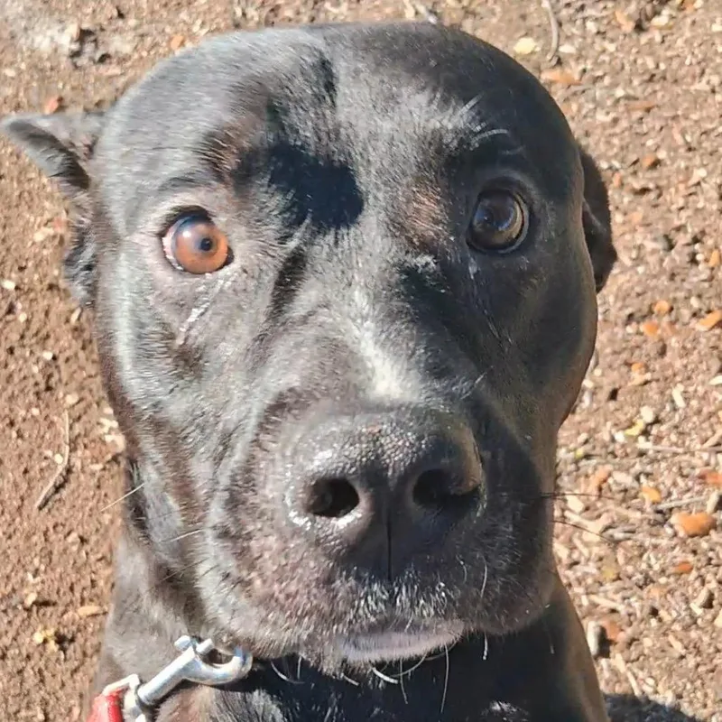 An adult medium-sized male Black Mixed Breed dog named Greenbean for adoption in West Palm Beach, FL