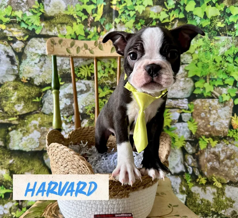 Harvard