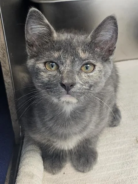 A baby medium-sized female Domestic Short Hair cat named Trout for adoption in Clyde, NC